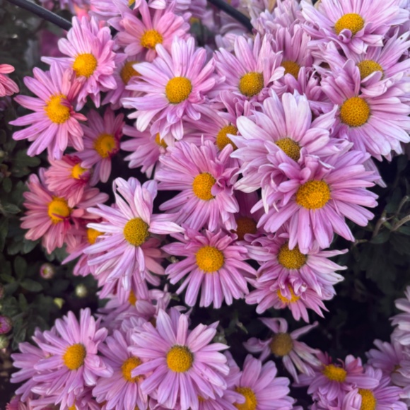 Meet your Posher, Ella - Picture 2 of 2